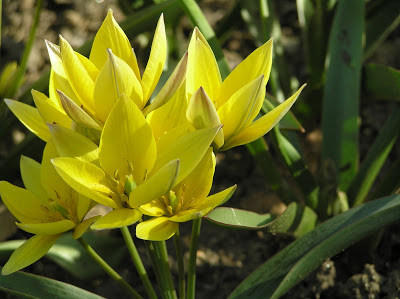 A diminutive species tulip, Titty's Star