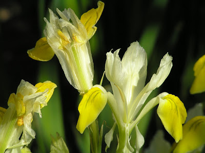Iris Bucharica...this little iris is quite rare. It's petals develop a paper-like quality as they mature. Midseason.