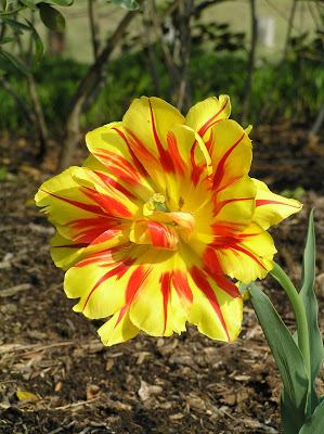 Emerged! This is Tulipa Monsella, an early-blooming double and a beauty.