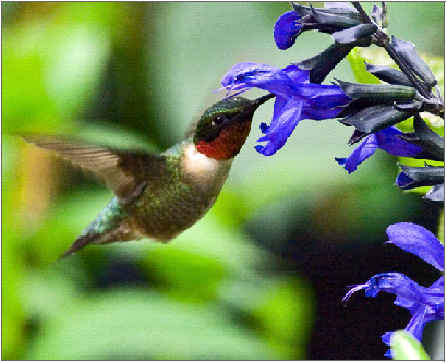 hummingbird-plant